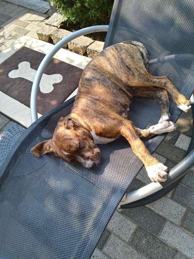 Schlafplatz im Garten-Beitrag-Bild