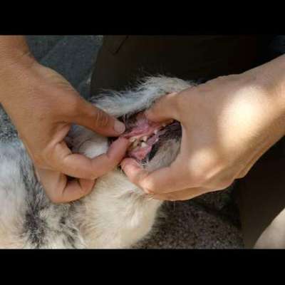 Eure Erfahrung zu Kosten für Zahn-OP?-Beitrag-Bild