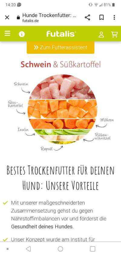 Französische Bulldoggen-Beitrag-Bild