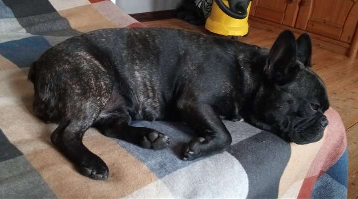 Französische Bulldoggen-Beitrag-Bild