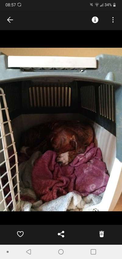 Der Welpe und die Box-Beitrag-Bild