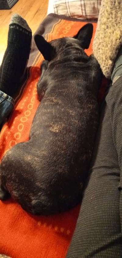 Französische Bulldoggen-Beitrag-Bild