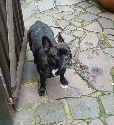Französische Bulldoggen-Beitrag-Bild