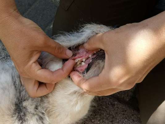 Französische Bulldoggen-Beitrag-Bild