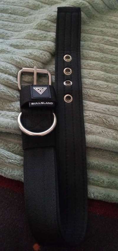 Welches Halsband trägt dein Hund und warum dieses?-Beitrag-Bild