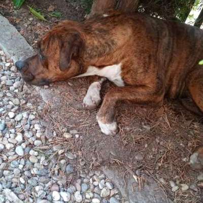 Der perfekte Hundegarten-Beitrag-Bild