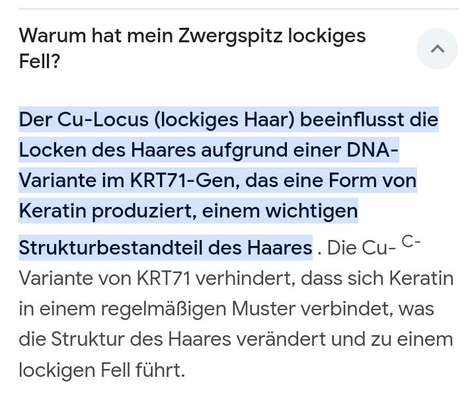 Mein Pomeranian ist komplett Lockig-Beitrag-Bild