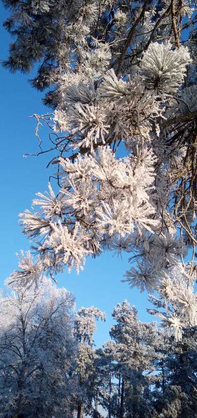 Französische Bulldoggen-Beitrag-Bild