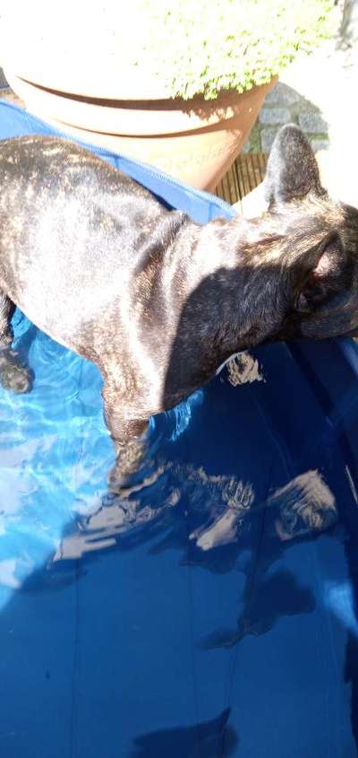 Französische Bulldoggen-Beitrag-Bild