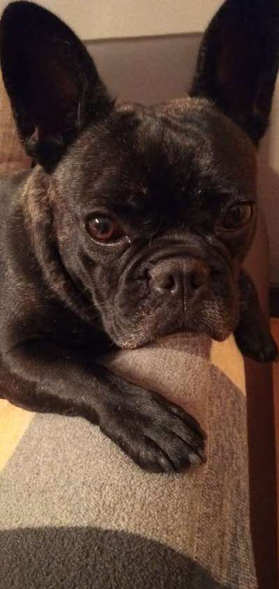 Französische Bulldoggen-Beitrag-Bild