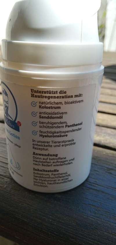 Französische Bulldoggen-Beitrag-Bild