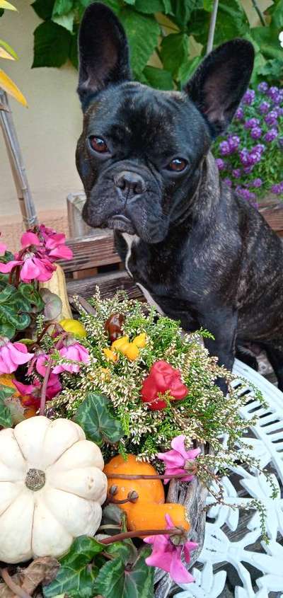 Französische Bulldoggen-Beitrag-Bild