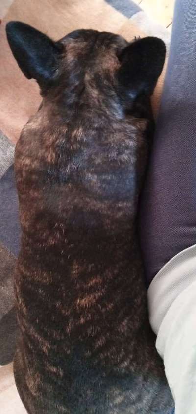 Französische Bulldoggen-Beitrag-Bild