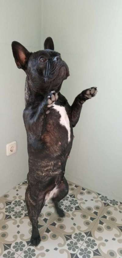 Französische Bulldoggen-Beitrag-Bild