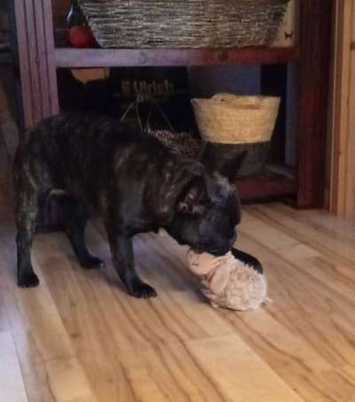 Französische Bulldoggen-Beitrag-Bild