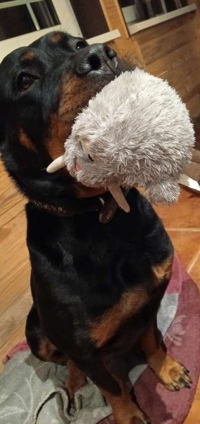 Fotochallenge - fremde Hunde-Beitrag-Bild