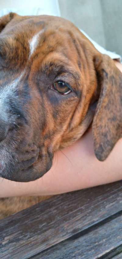 Dogorama Photo Challenge - Details Ganz nah-Beitrag-Bild