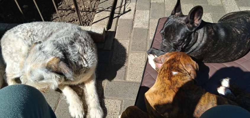 Wer von euch hat mindestens 2 Hündinnen Zuhause?-Beitrag-Bild