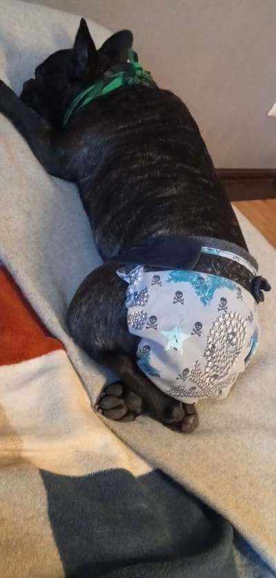 Französische Bulldoggen-Beitrag-Bild