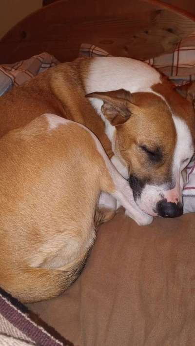 Malinois-Beitrag-Bild