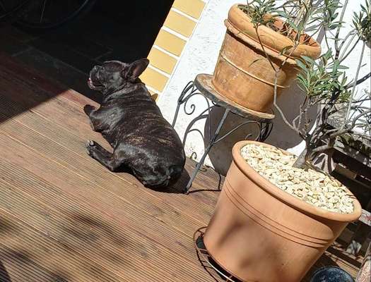 Französische Bulldoggen-Beitrag-Bild