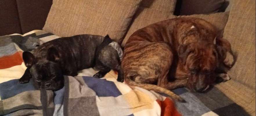 Französische Bulldoggen-Beitrag-Bild