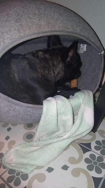 Französische Bulldoggen-Beitrag-Bild