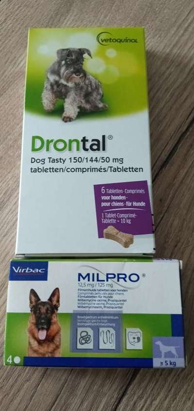 Wird zu selten entwurmt? Wurmbefall bei Hunden in Deutschland-Beitrag-Bild