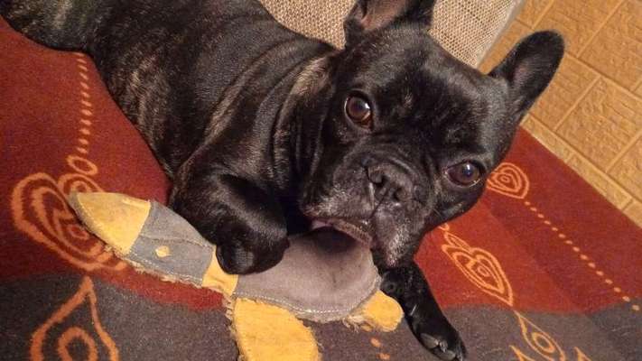 Französische Bulldoggen-Beitrag-Bild