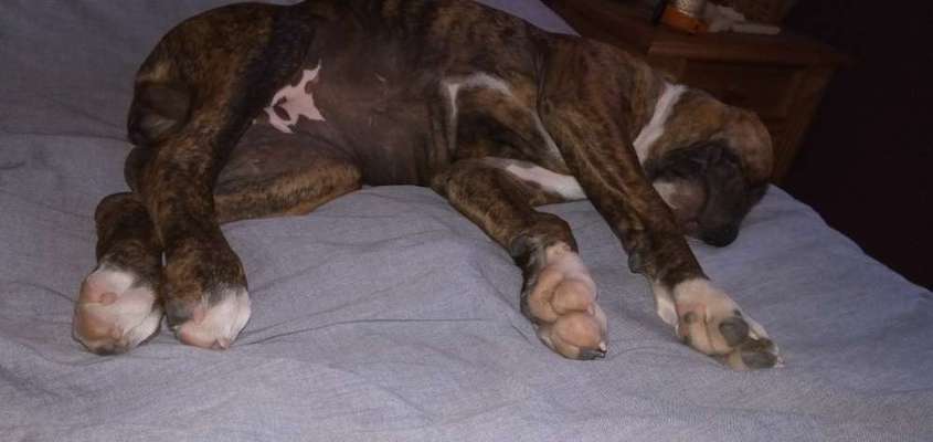 Gemeinsames Kuscheln im Bett!-Beitrag-Bild