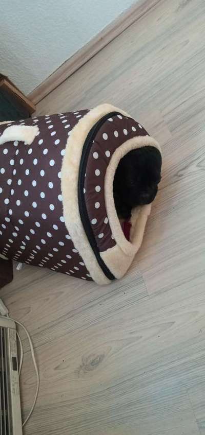 Französische Bulldoggen-Beitrag-Bild