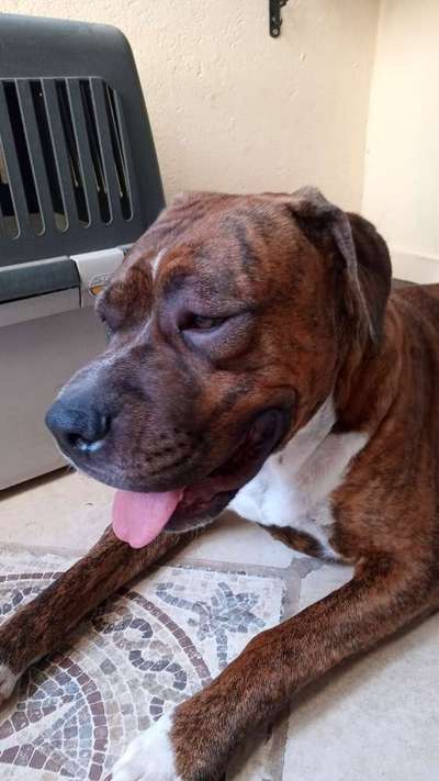 Französische Bulldoggen-Beitrag-Bild