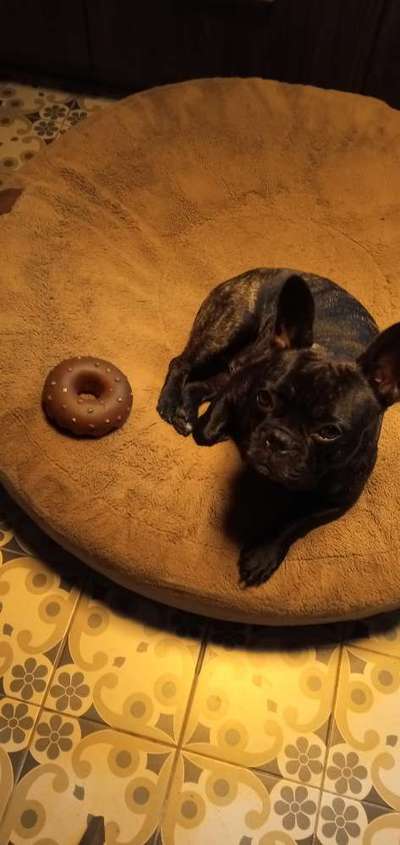 Französische Bulldoggen-Beitrag-Bild