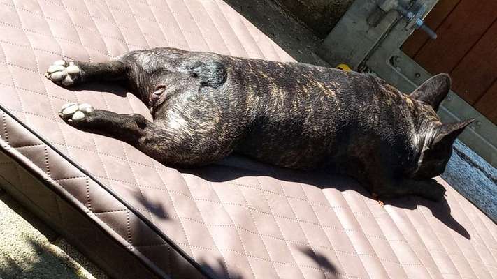 Französische Bulldoggen-Beitrag-Bild