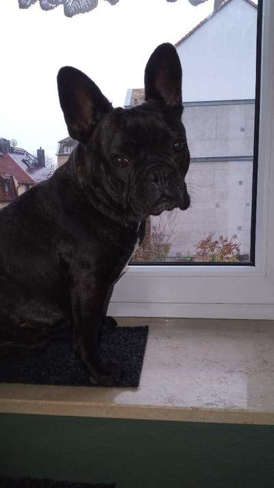 Französische Bulldoggen-Beitrag-Bild