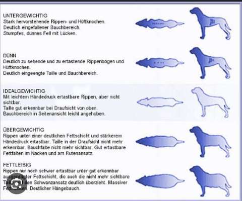 Rhodesian Ridgeback-Beitrag-Bild