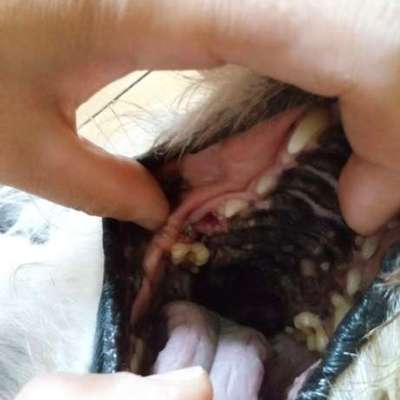 Eure Erfahrung zu Kosten für Zahn-OP?-Beitrag-Bild