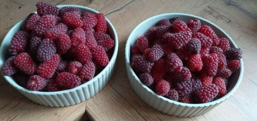 Französische Bulldoggen-Beitrag-Bild