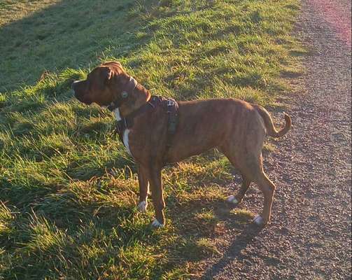 Ich backe meine Wunschrasse... (Rassensuche)-Beitrag-Bild