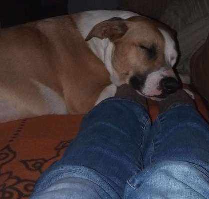 21. Collage Challenge 
Du und dein Hund-Beitrag-Bild