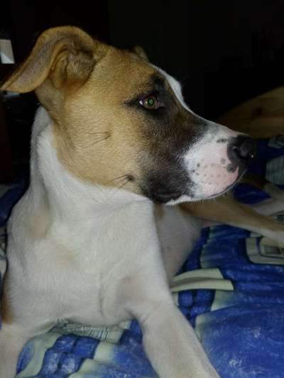 Malinois-Beitrag-Bild