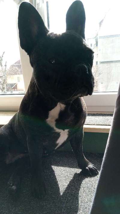 Französische Bulldoggen-Beitrag-Bild