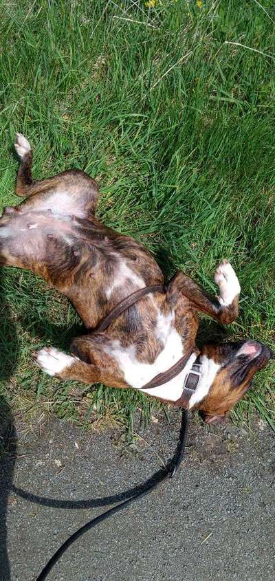 Dogorama Photo Challenge - Zeigt her eure Bäuche-Beitrag-Bild