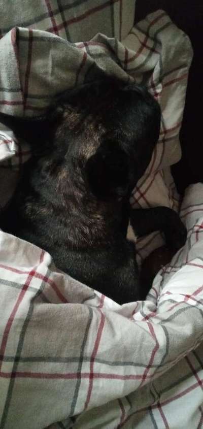 Französische Bulldoggen-Beitrag-Bild