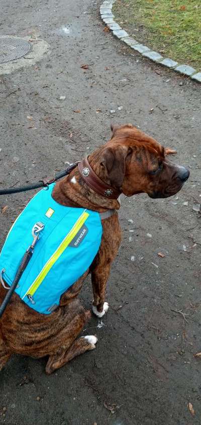 Rucksack für den Hund-Beitrag-Bild