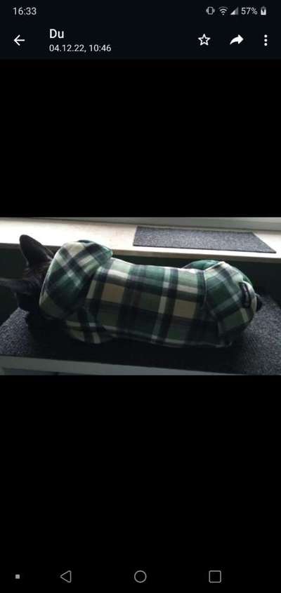 Französische Bulldoggen-Beitrag-Bild