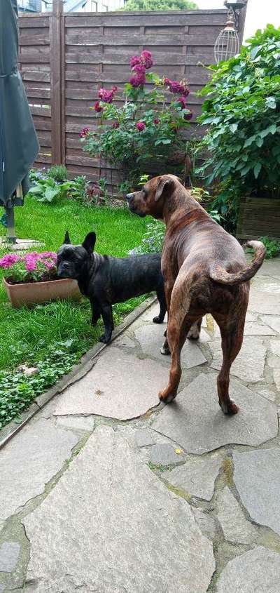 Französische Bulldoggen-Beitrag-Bild