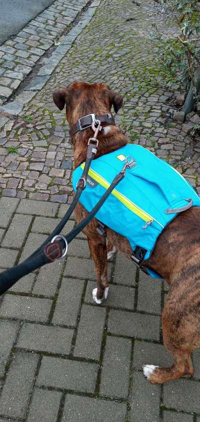 Rucksack für den Hund-Beitrag-Bild