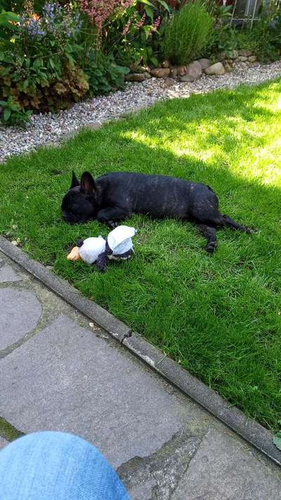 Französische Bulldoggen-Beitrag-Bild