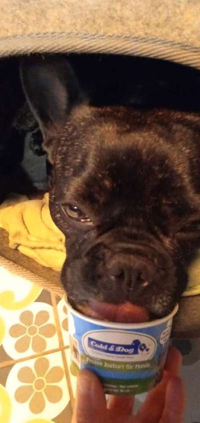 Französische Bulldoggen-Beitrag-Bild